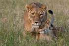 A lioness greeted by the her cubs upon her return-Masai Mara-Kenya Kenya Landscape Print